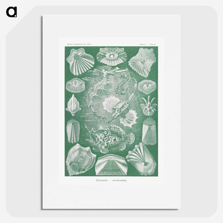 2-60_Ernst-Haeckel_picture