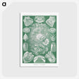 2-60_Ernst-Haeckel_postcard