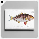 2-60_Ichtyologie-ou-Histoire-naturelle_canvas