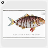 2-60_Ichtyologie-ou-Histoire-naturelle_picture-crop