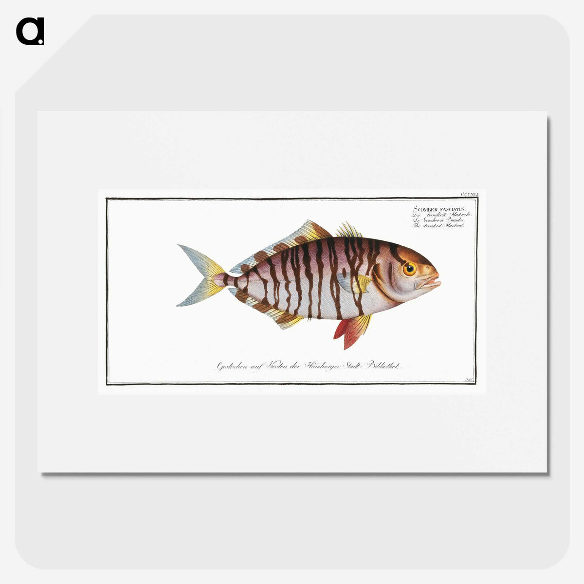 2-60_Ichtyologie-ou-Histoire-naturelle_picture