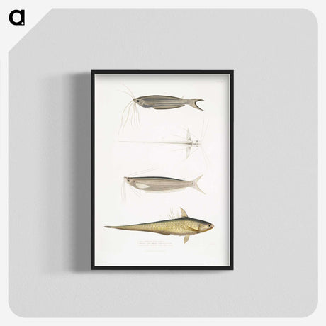 2-60_Indian-Zoology_blk-crop