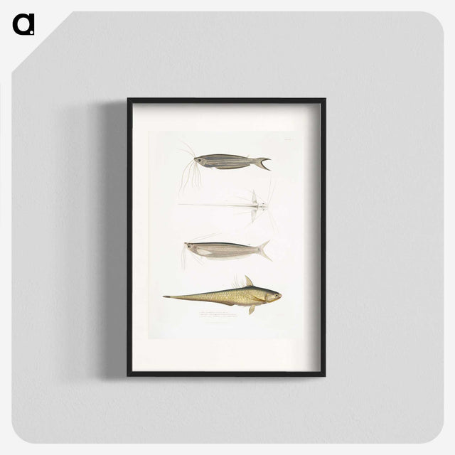 2-60_Indian-Zoology_blk