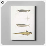 2-60_Indian-Zoology_canvas