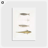 2-60_Indian-Zoology_hagaki