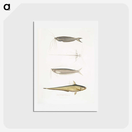 2-60_Indian-Zoology_hagaki