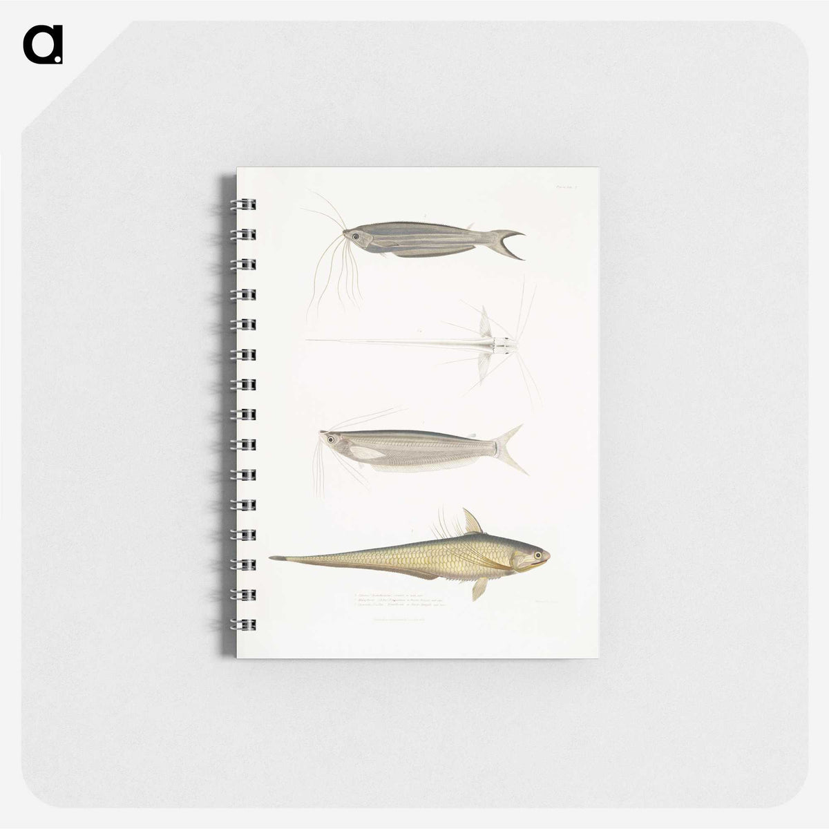 2-60_Indian-Zoology_memo