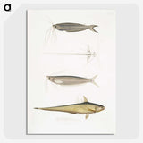 2-60_Indian-Zoology_picture-crop