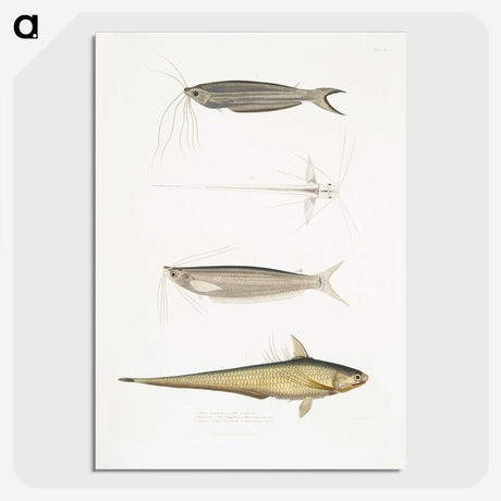 2-60_Indian-Zoology_picture-crop