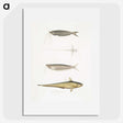 2-60_Indian-Zoology_picture