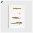 2-60_Indian-Zoology_postcard