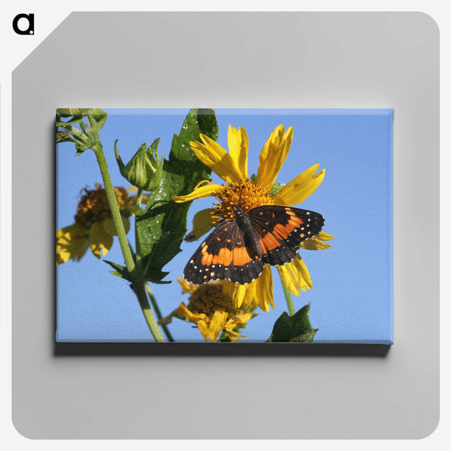 2-60_Insects-Unlocked-Project_canvas