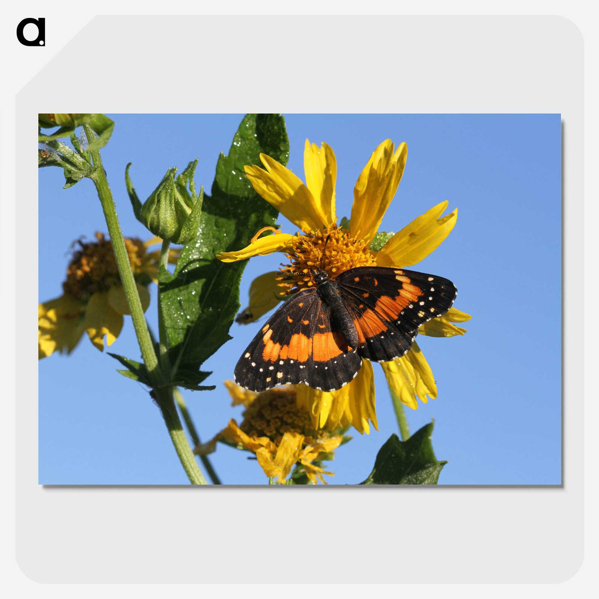 2-60_Insects-Unlocked-Project_picture-crop