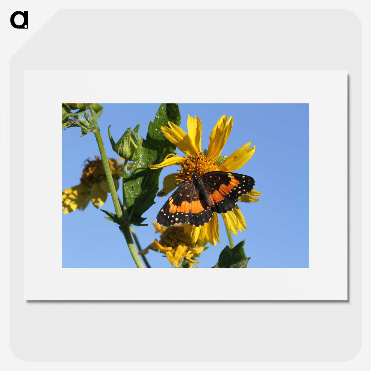 2-60_Insects-Unlocked-Project_picture