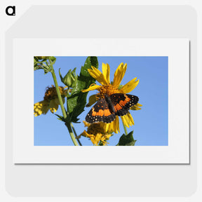 2-60_Insects-Unlocked-Project_picture