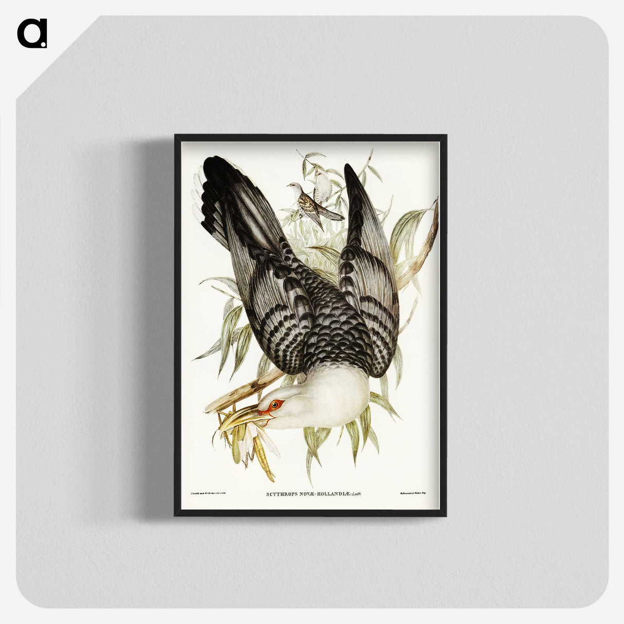 2-60_John-Gould_blk-crop