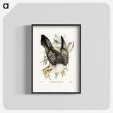 2-60_John-Gould_blk