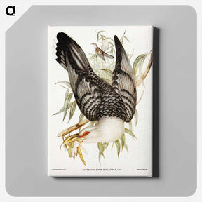 アートパネル-Channel-billed Cuckoo
 - ジョン グールド Canvas.