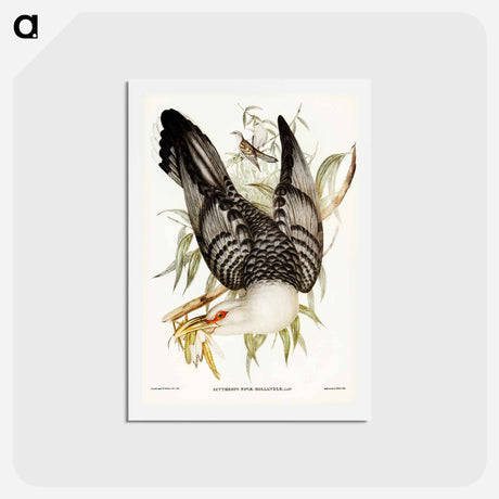 アートポストカード-Channel-billed Cuckoo
 - ジョン グールド Postcard.