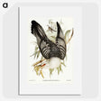 2-60_John-Gould_picture