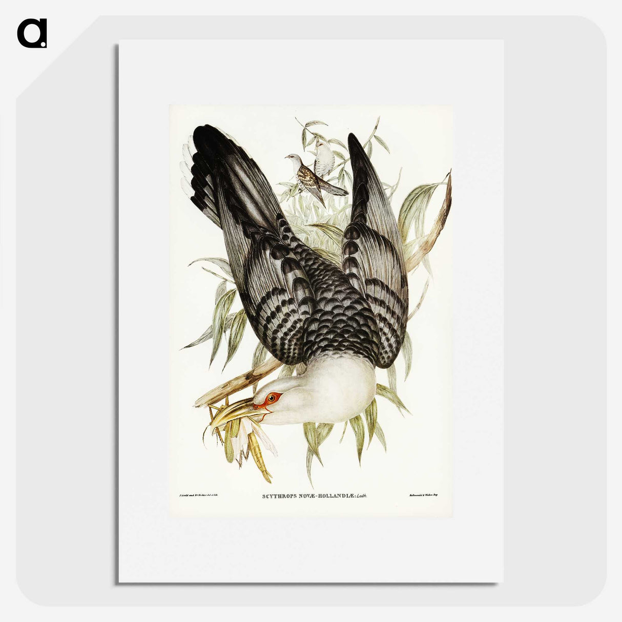 2-60_John-Gould_picture