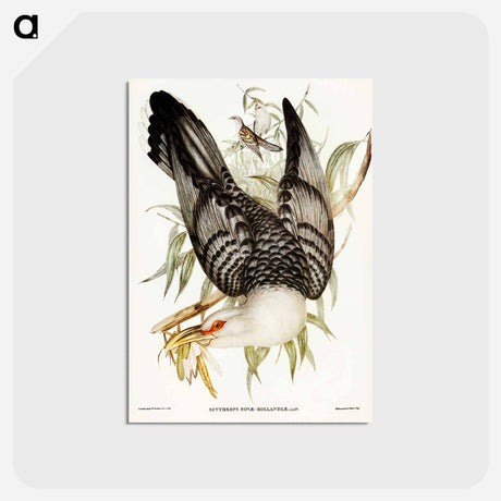 アートポストカード-Channel-billed Cuckoo
 - ジョン グールド Postcard.