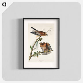アートポスター-Red-shouldered Hawk
 - ジョン ジェームス オーデュボン Poster.