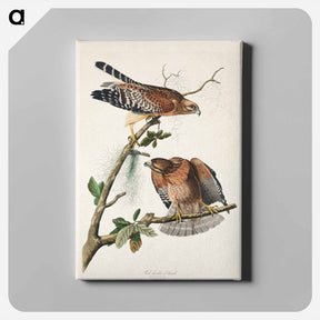 アートパネル-Red-shouldered Hawk
 - ジョン ジェームス オーデュボン Canvas.