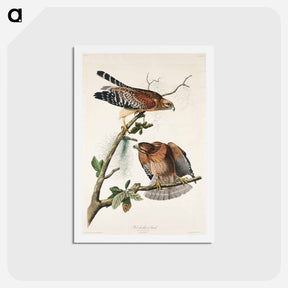 アートポストカード-Red-shouldered Hawk
 - ジョン ジェームス オーデュボン Postcard.