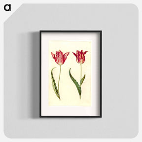 アートポスター-Tulipa gesneriana
 - マリア ジビーラ メーリアン Poster.