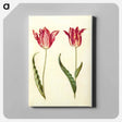 アートパネル-Tulipa gesneriana
 - マリア ジビーラ メーリアン Canvas.