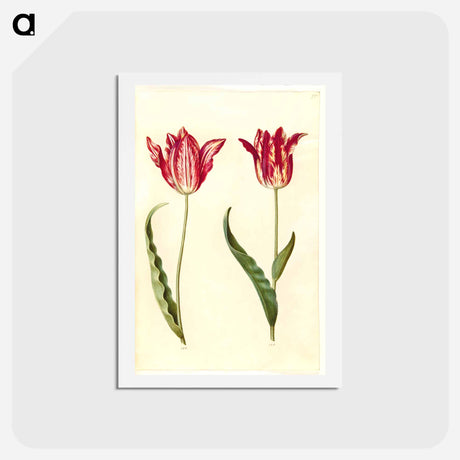 アートポストカード-Tulipa gesneriana
 - マリア ジビーラ メーリアン Postcard.