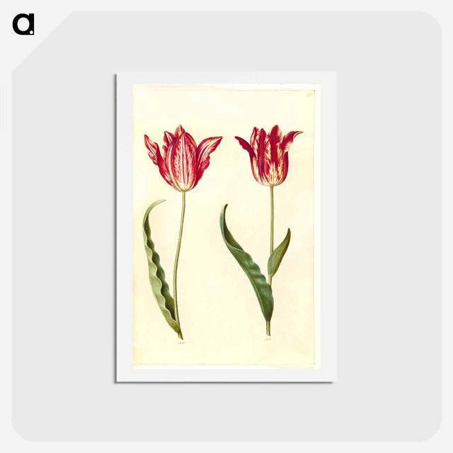 アートポストカード-Tulipa gesneriana
 - マリア ジビーラ メーリアン Postcard.
