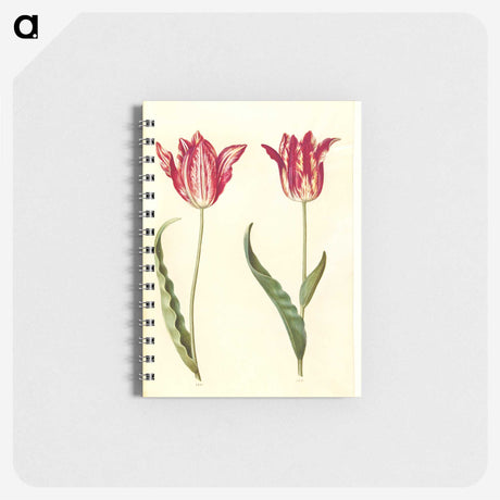 2-60_Maria-Sibylla-Merian_memo