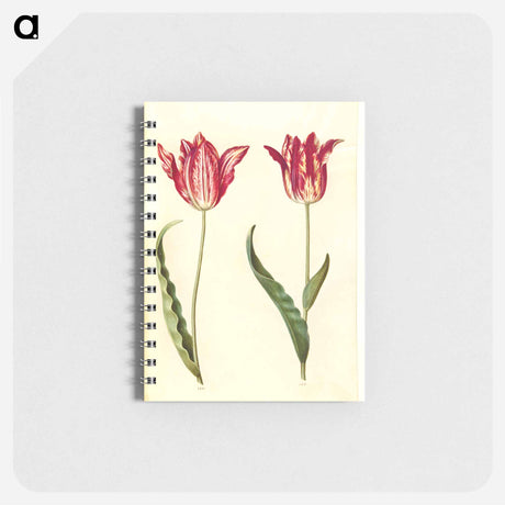 アートメモ帳-Tulipa gesneriana
 - マリア ジビーラ メーリアン Memo.