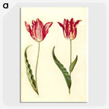 2-60_Maria-Sibylla-Merian_picture-crop