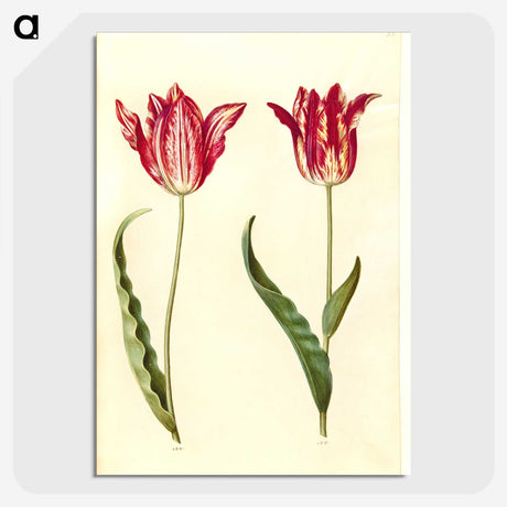 2-60_Maria-Sibylla-Merian_picture-crop