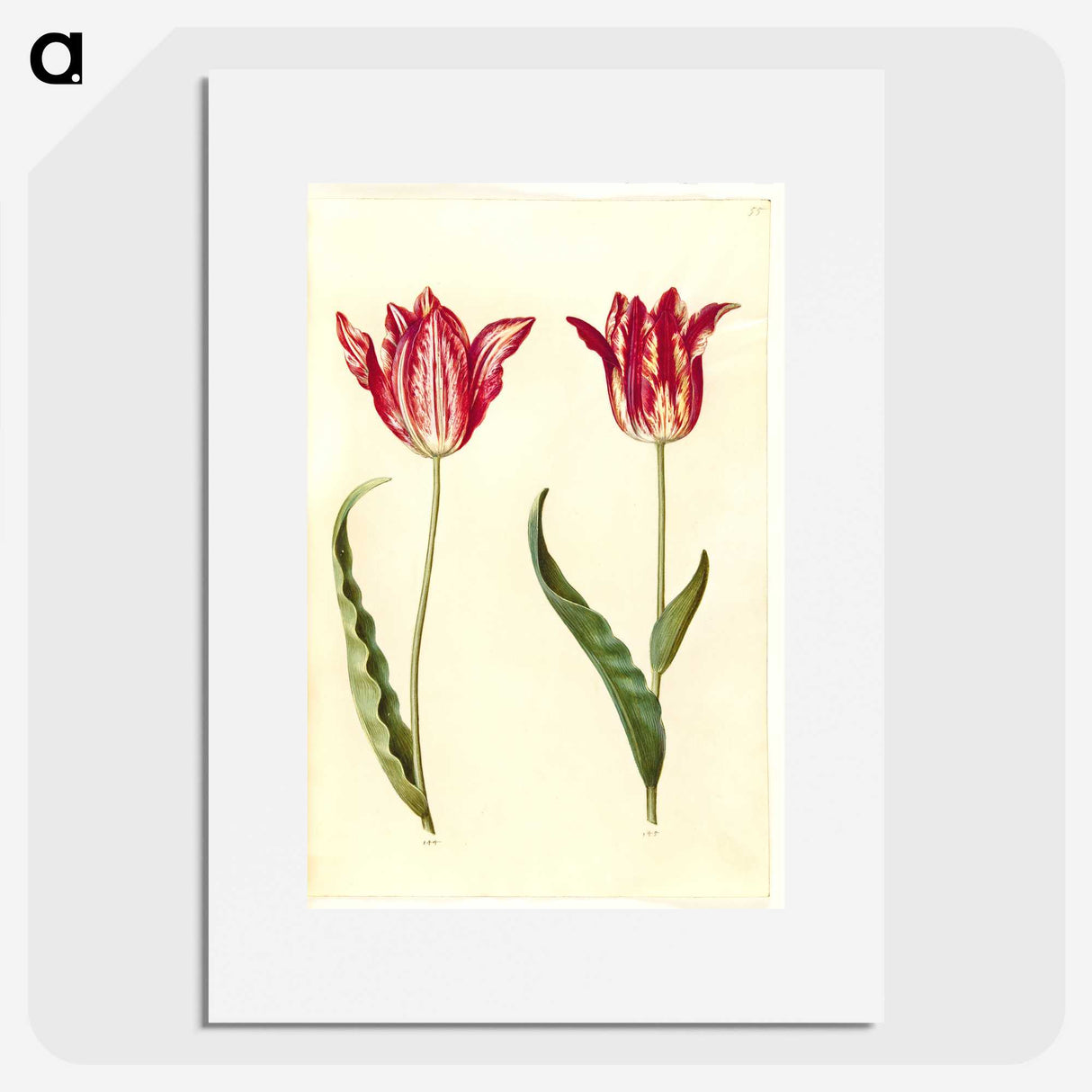 2-60_Maria-Sibylla-Merian_picture