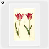 2-60_Maria-Sibylla-Merian_picture