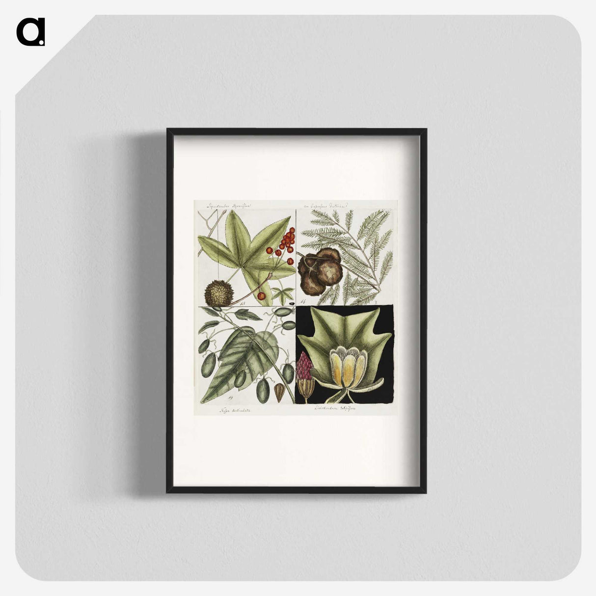 2-60_Mark-Catesby_blk
