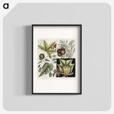 2-60_Mark-Catesby_blk