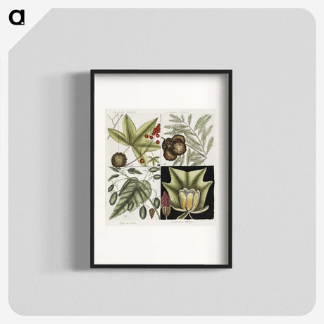 2-60_Mark-Catesby_blk