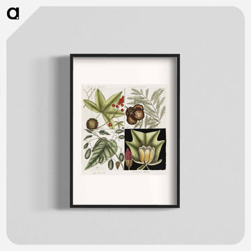 Natural History of Carolina Trees
 - マーク ケイツビー Poster.