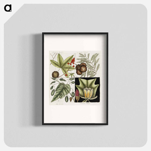 Natural History of Carolina Trees
 - マーク ケイツビー Poster.