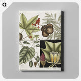2-60_Mark-Catesby_canvas