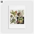 アートポストカード-Natural History of Carolina Trees
 - マーク ケイツビー Postcard.