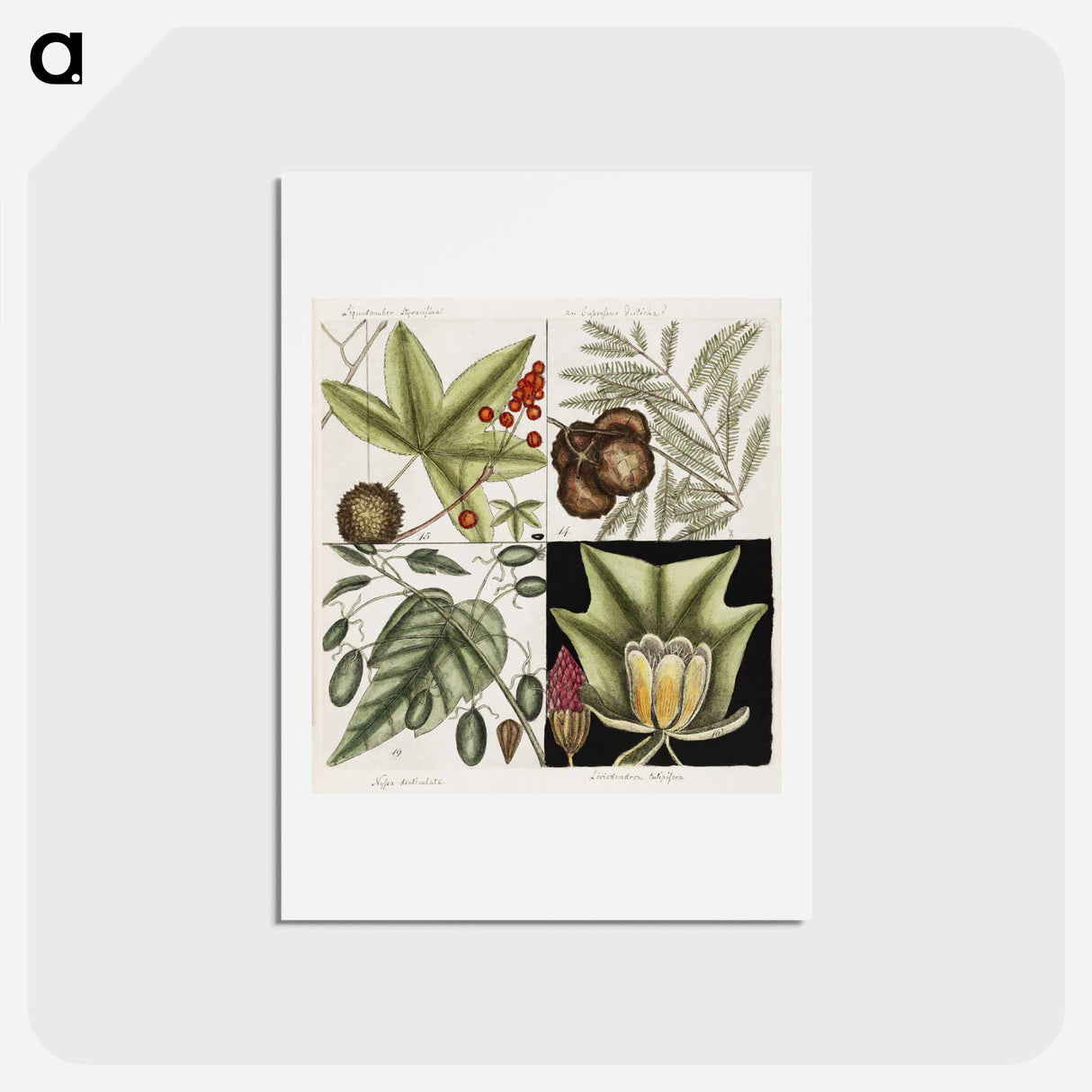 アートポストカード-Natural History of Carolina Trees
 - マーク ケイツビー Postcard.
