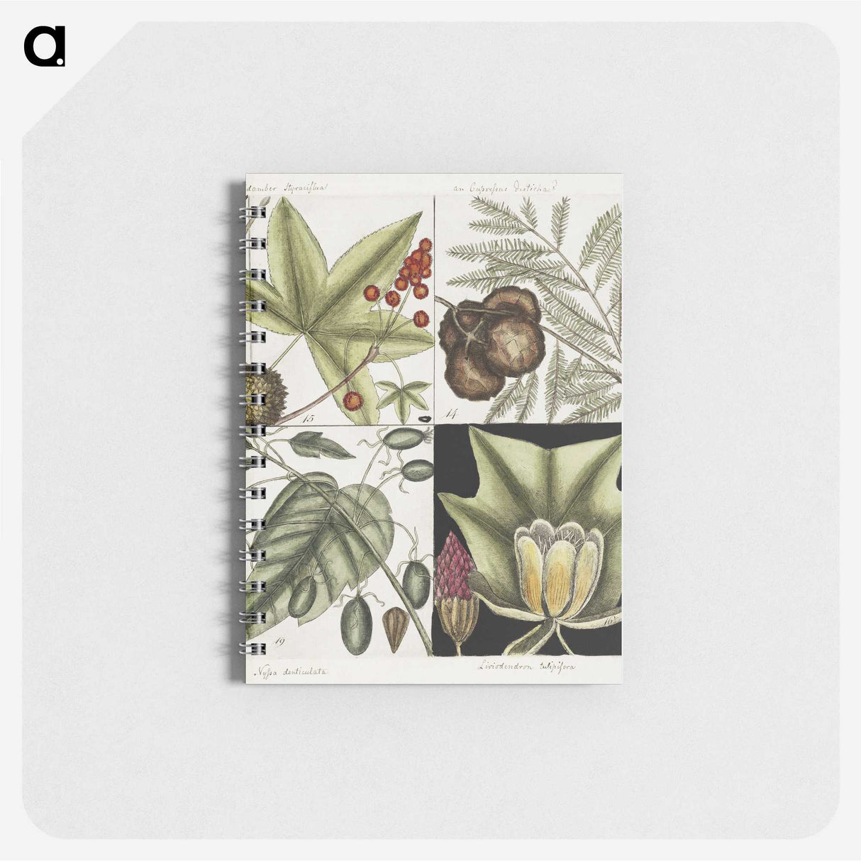 2-60_Mark-Catesby_memo