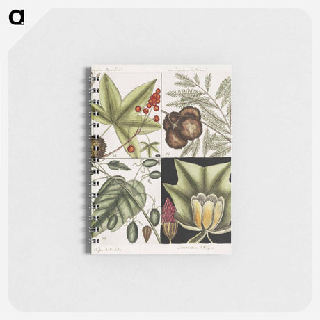 アートメモ帳-Natural History of Carolina Trees
 - マーク ケイツビー Memo.