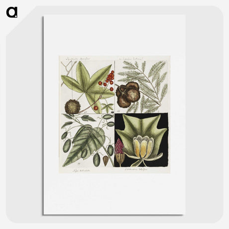 2-60_Mark-Catesby_picture